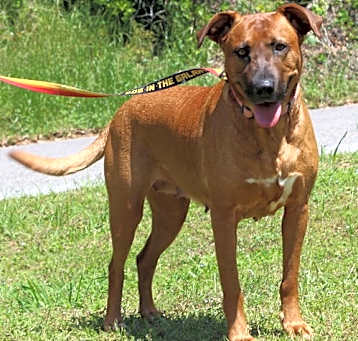 Photo of Dixie 41506