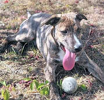 Photo of Hank