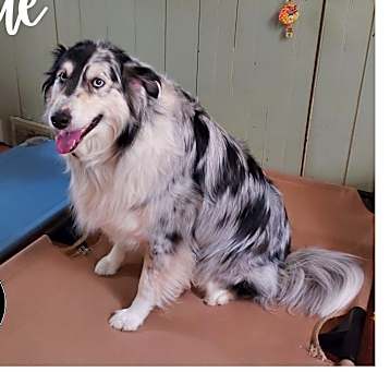 Photo of Blue
