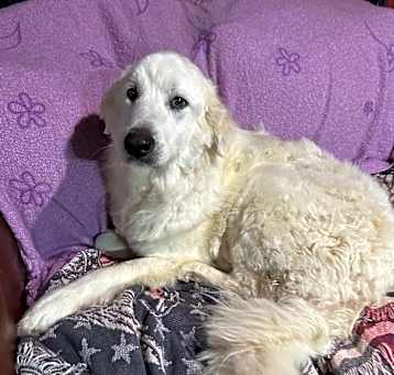 Photo of Buddy