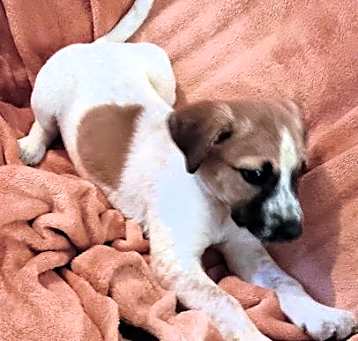 Photo of Cookie