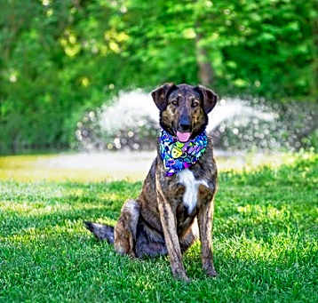 Photo of Dash