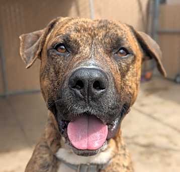 Photo of Goliath