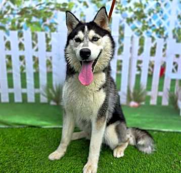 Photo of *BLAZE