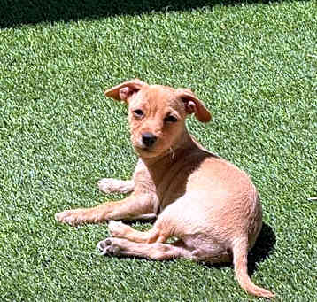 Photo of Tiffy