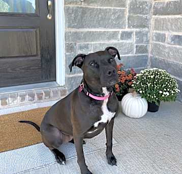 Photo of Nova
