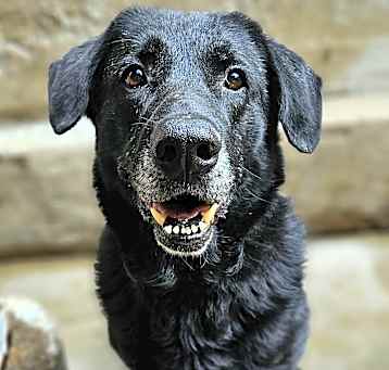 Photo of Ranger