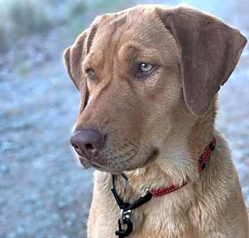 Photo of Mabel - Adoption Pending