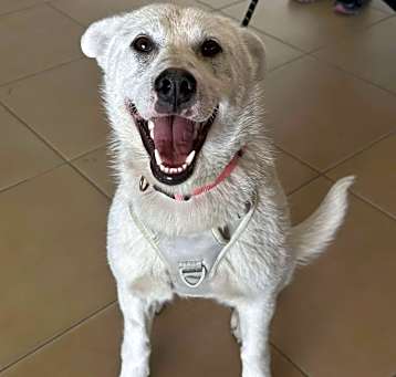 Photo of Honey Bear
