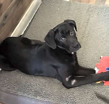 Photo of Onyx