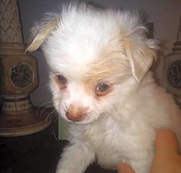 Photo of Cosmo
