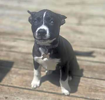 Photo of Stella