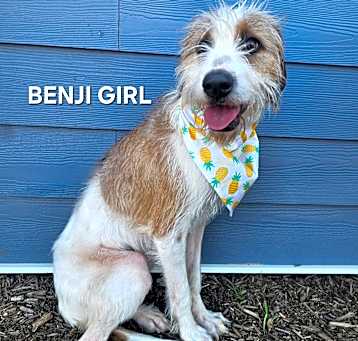 Photo of Benji Girl