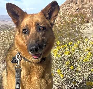 Photo of Donner