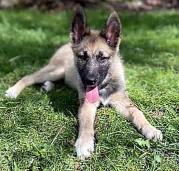 Photo of Mikole (M Pups)