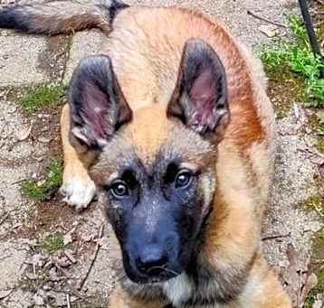 Photo of Muggo (M Pups)