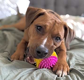 Photo of Scooby