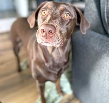 Photo of Bella