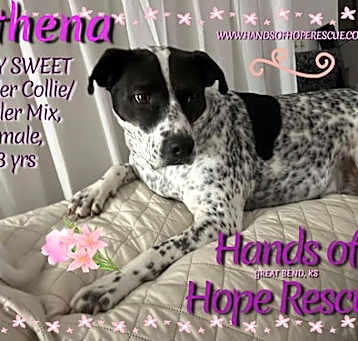 Photo of Athena