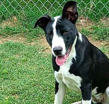 Photo of Bella