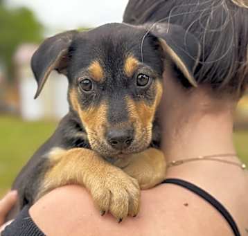 Photo of Maple