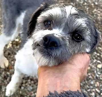 Photo of Lil Bean (Hypoallergenic)