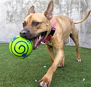 Photo of Maximus