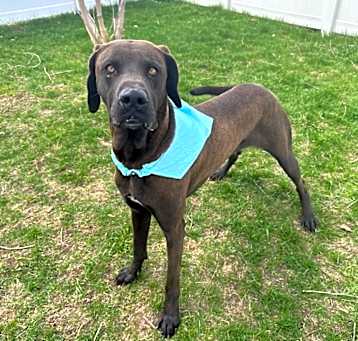 Photo of Diesel