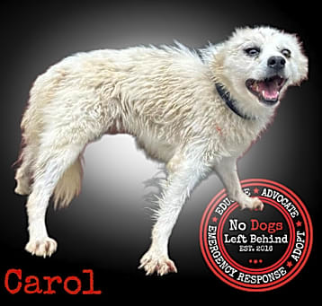 Photo of Carol 4170