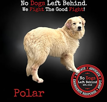 Photo of Polar 9760