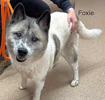 Photo of Foxie