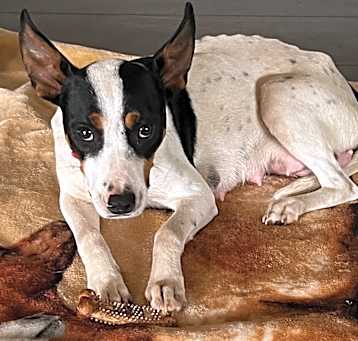 Photo of Molly (Good golly Miss Molly)