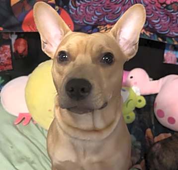 Photo of Scrappy