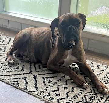 Photo of Remy