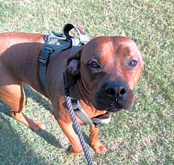 Photo of Dexter