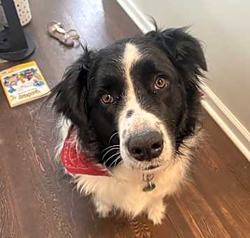 Photo of Muffin