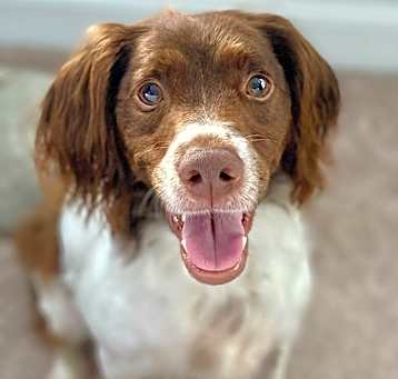 Photo of Colt