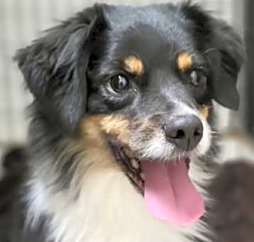 Photo of Olive