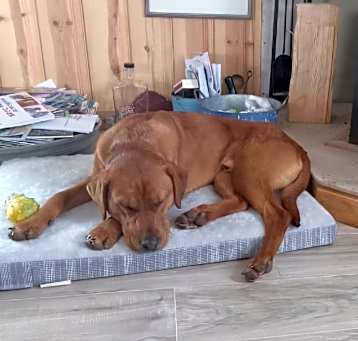 Photo of Jasper