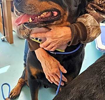 Photo of Sampson