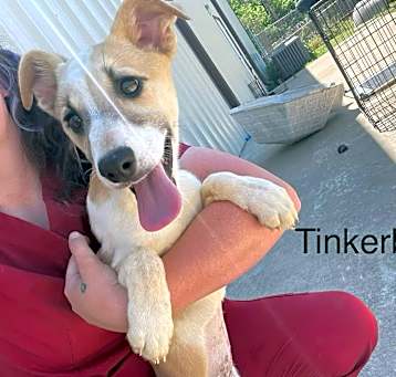 Photo of Tinkerbell