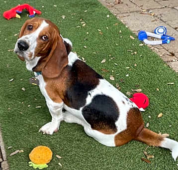 Photo of Barney