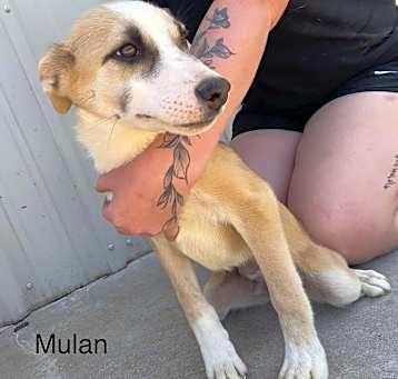 Photo of Mulan