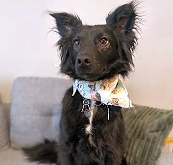 Photo of Luna