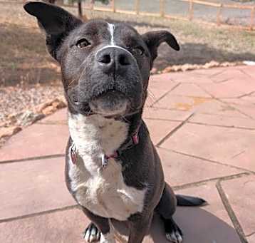 Photo of Pepper