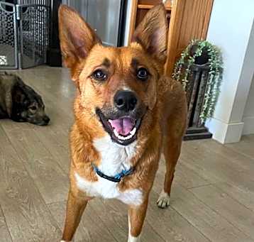 Photo of Kira the Brave