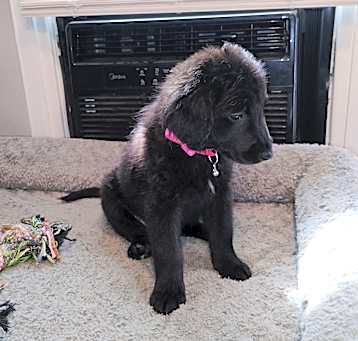 Photo of Lab puppies