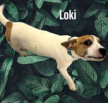 Photo of Loki