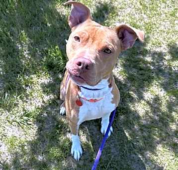 Photo of Simba