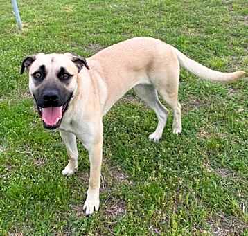 Photo of Honey